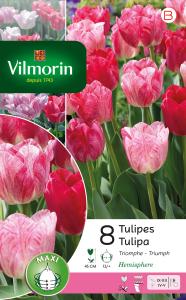 Tulipe Triomphe Hemisphere (x8)